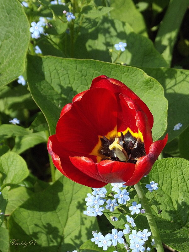 Тюльпан - Freddy 97