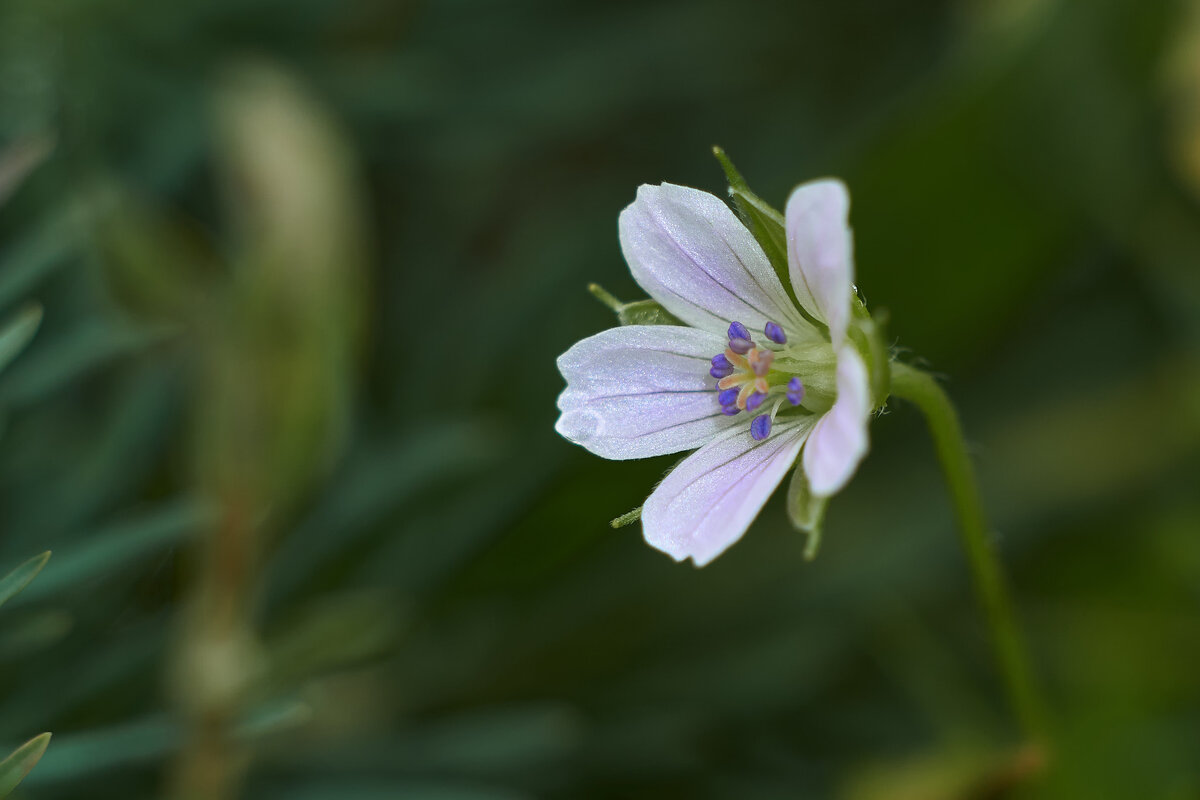 Цветы - Владимир Башко