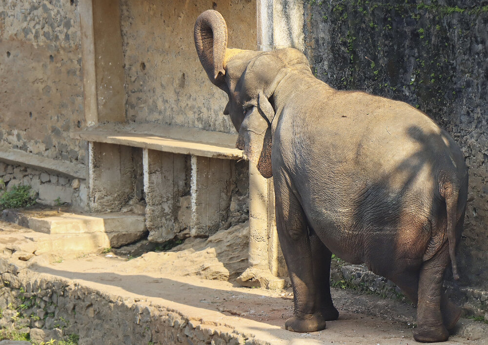 Приют для диких слонов Пиннавела - Галина Ильясова Приют для диких слонов Пиннавела - Галина Ильясова