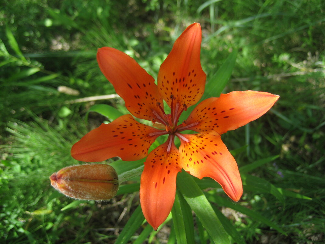 Лилия даурская - Anna Ivanova