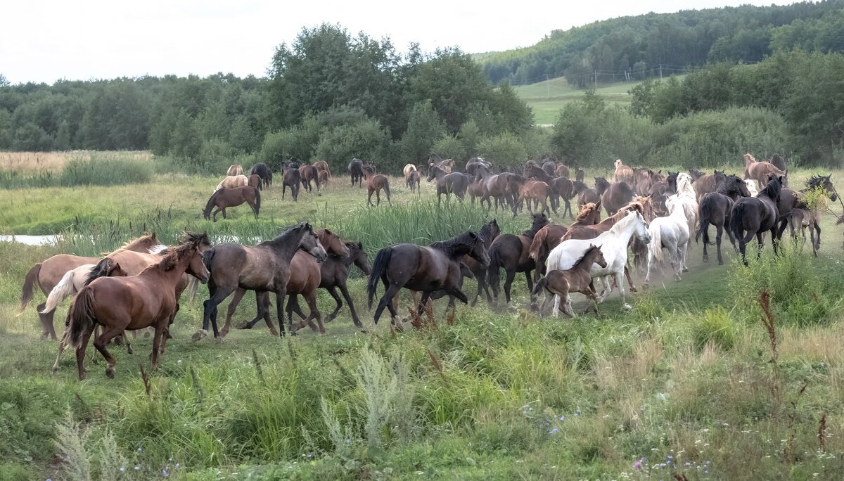 На выпасе - Марина Фомина. На выпасе - Марина Фомина.