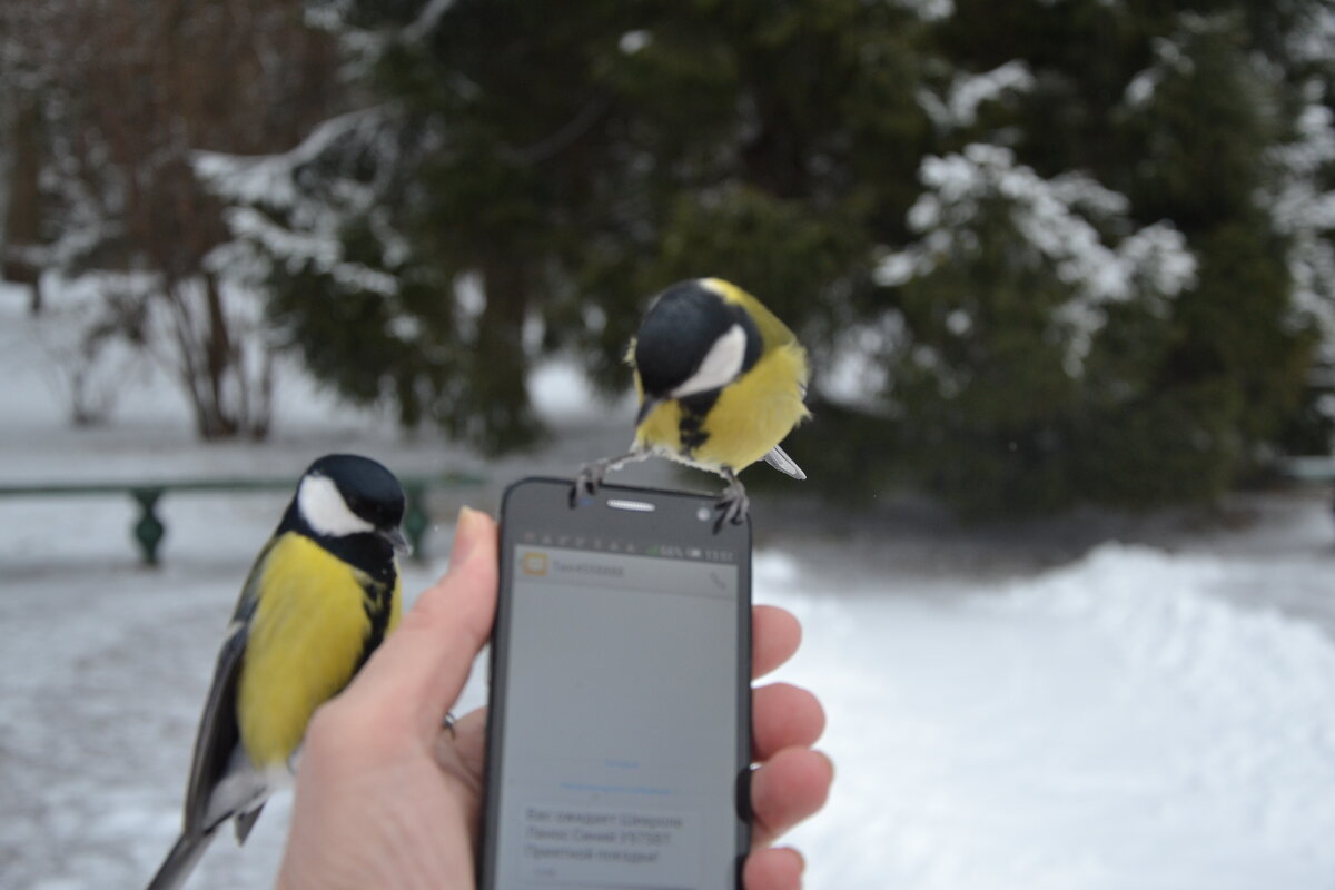 Любопытство - не порок - Надежда Любопытство - не порок - Надежда
