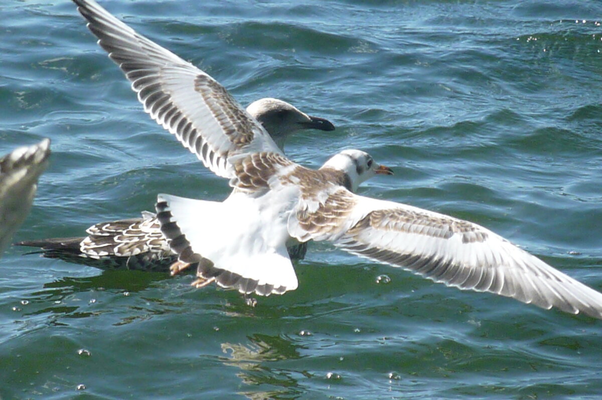 Альбатрос? - Надежда 