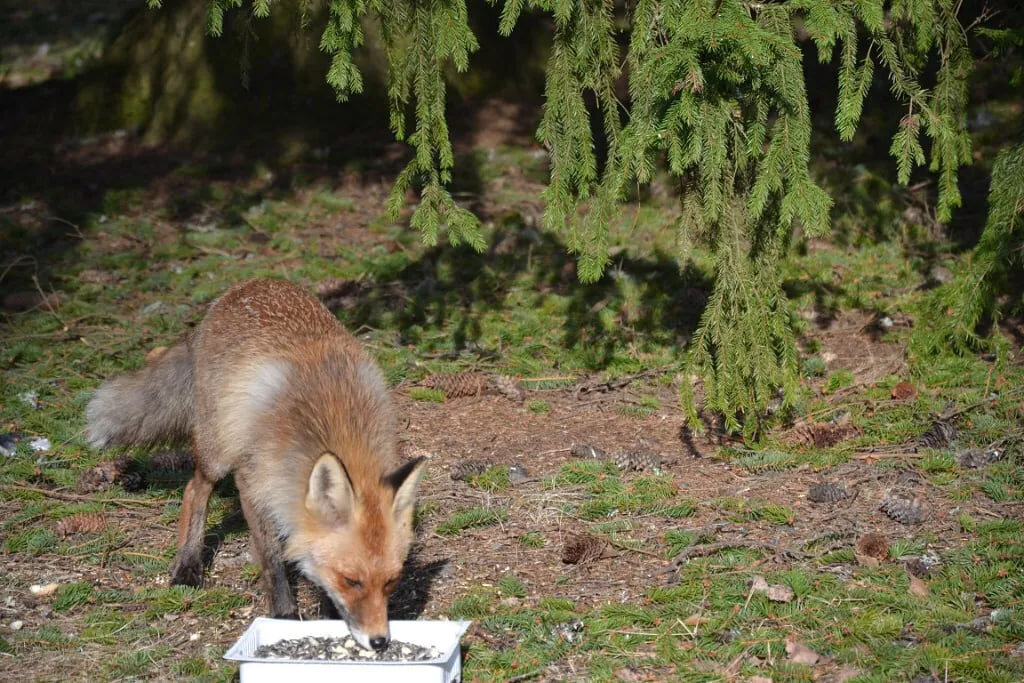 Угощаю лису семечками - Надежда 