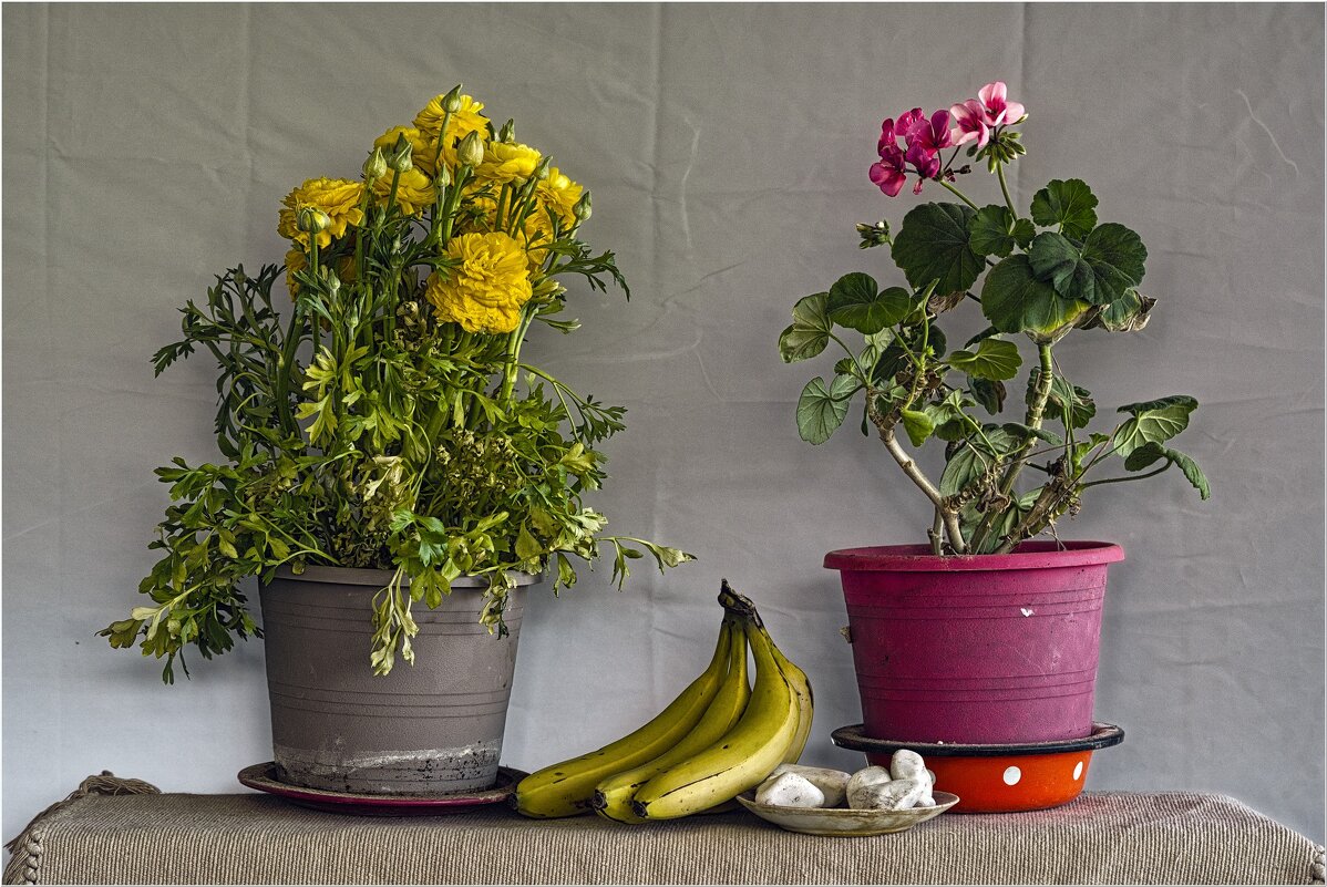 Цветы и  бананы - ujgcvbif 