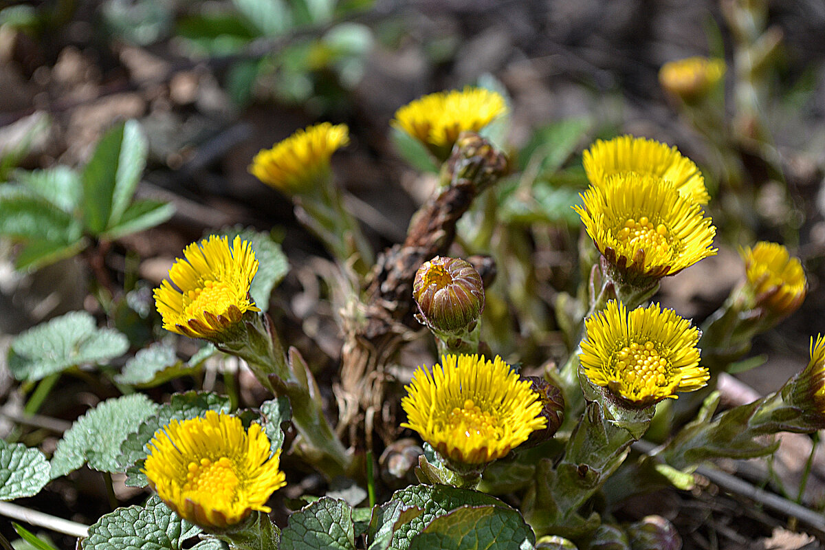 природа просыпается - Ольга 