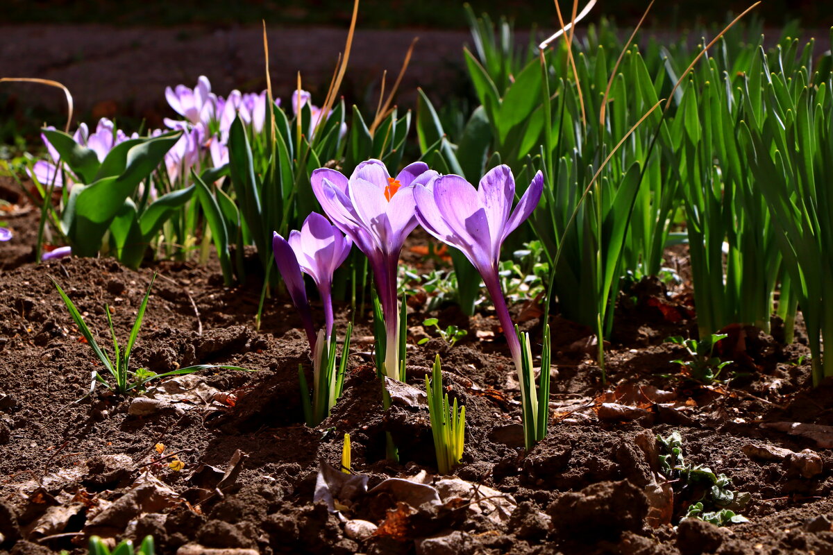 *** - Игорь Kуленко