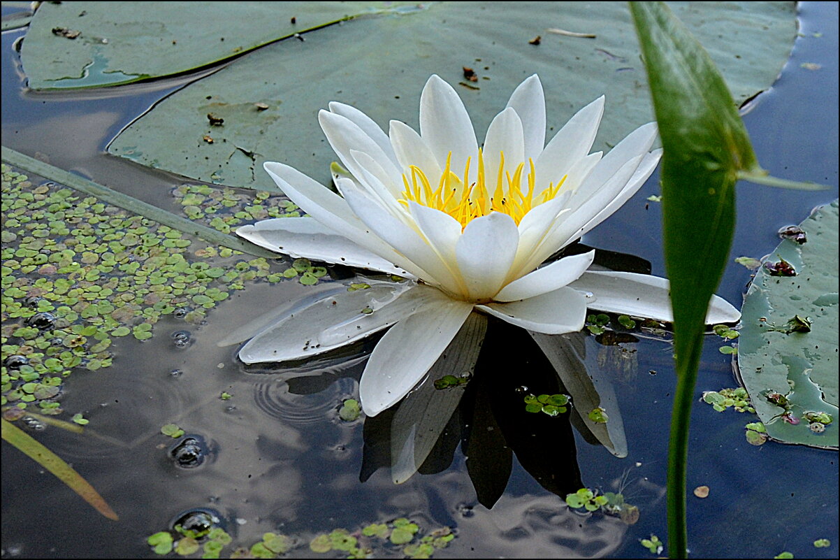 ЛИЛИЯ. - Татьяна Касьяненко