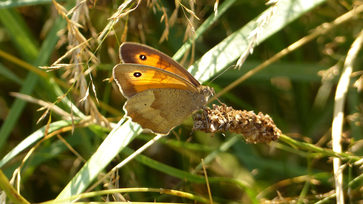 опять про бабочек 454 - Александр Прокудин