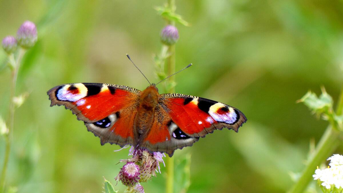 опять про бабочек 457 - Александр Прокудин опять про бабочек 457 - Александр Прокудин