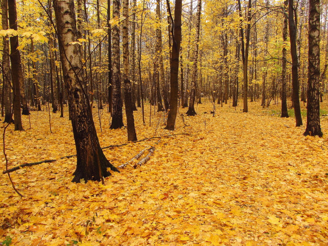 Из старого, 15.10.2014 - Андрей Лукьянов Из старого, 15.10.2014 - Андрей Лукьянов
