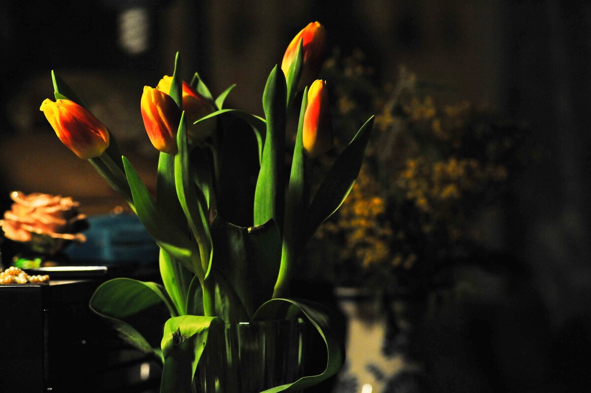 Тюльпаны - Руслан 