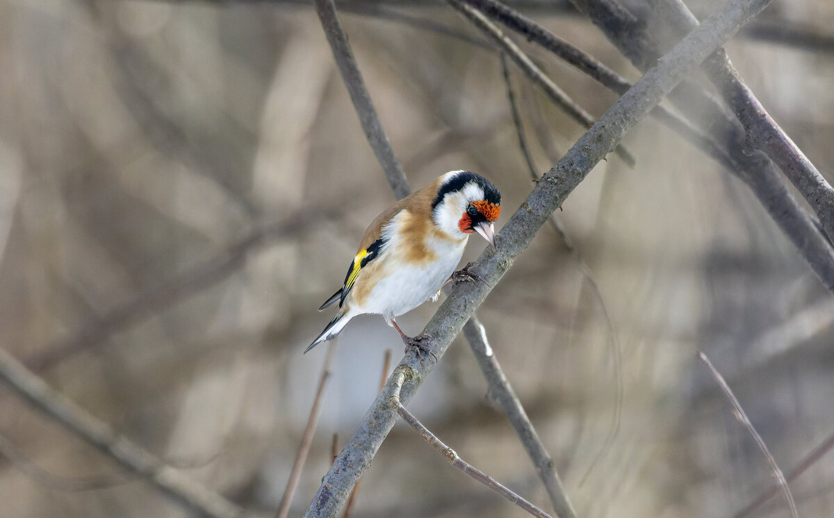 цегол. - юрий макаров