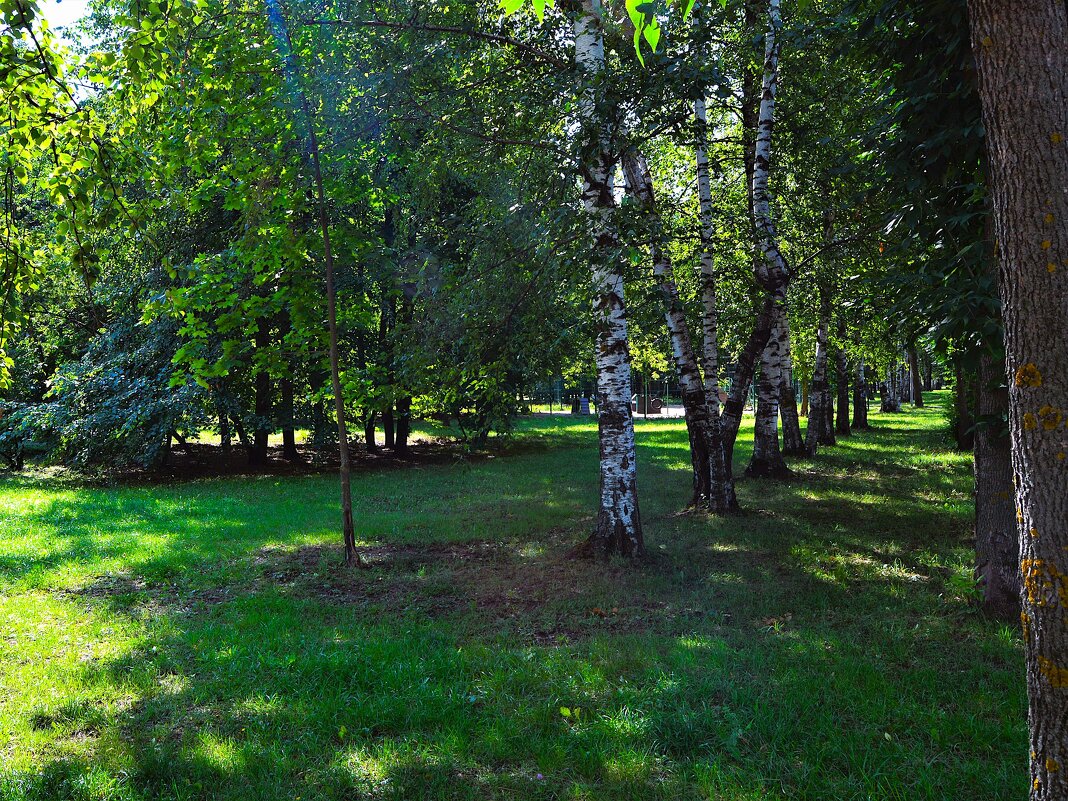 Чебоксары. Берёзовая аллея Дорисс-парка. - Пётр Чернега Чебоксары. Берёзовая аллея Дорисс-парка. - Пётр Чернега