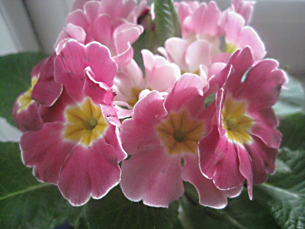 Примулы - Елена Семигина Примулы - Елена Семигина