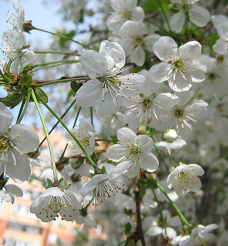 Весна - Елена Семигина Весна - Елена Семигина