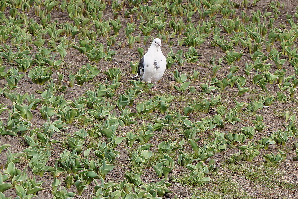 В тюльпанах - Сеня Белгородский В тюльпанах - Сеня Белгородский