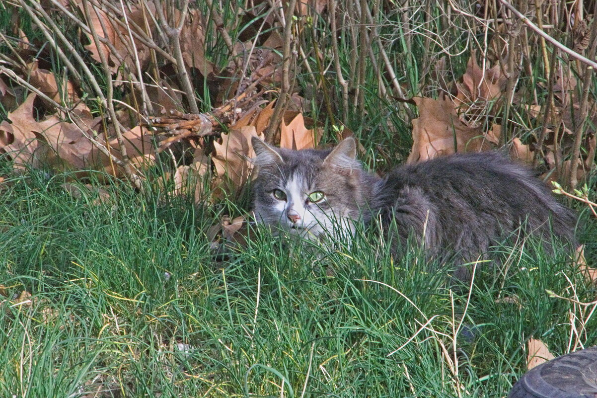 в засаде ! - Giant Tao /