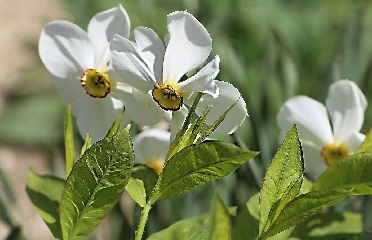 Нарциссы - ZNatasha -