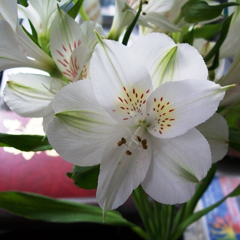 Альстромерия —перуанская лилия - Galaelina ***