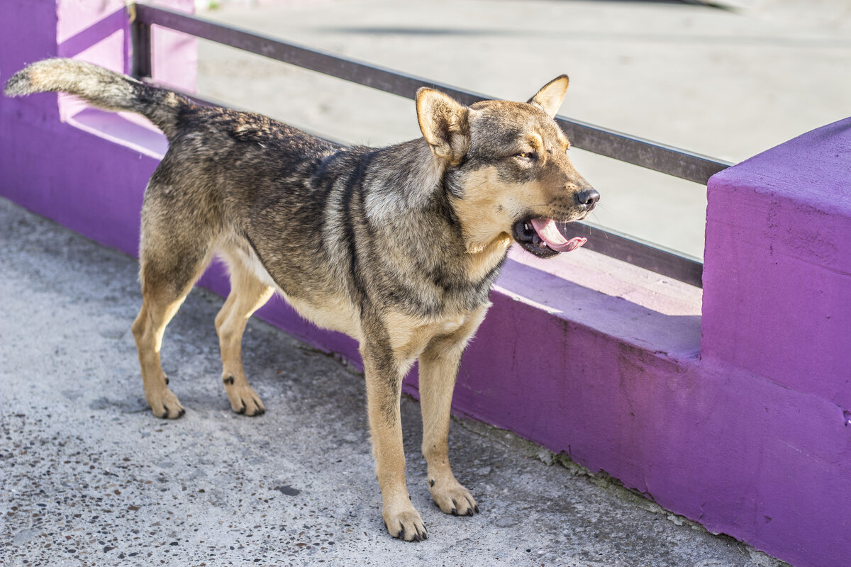 Портрет красивейшего зевающего Собаки - Коля Лукашов Портрет красивейшего зевающего Собаки - Коля Лукашов