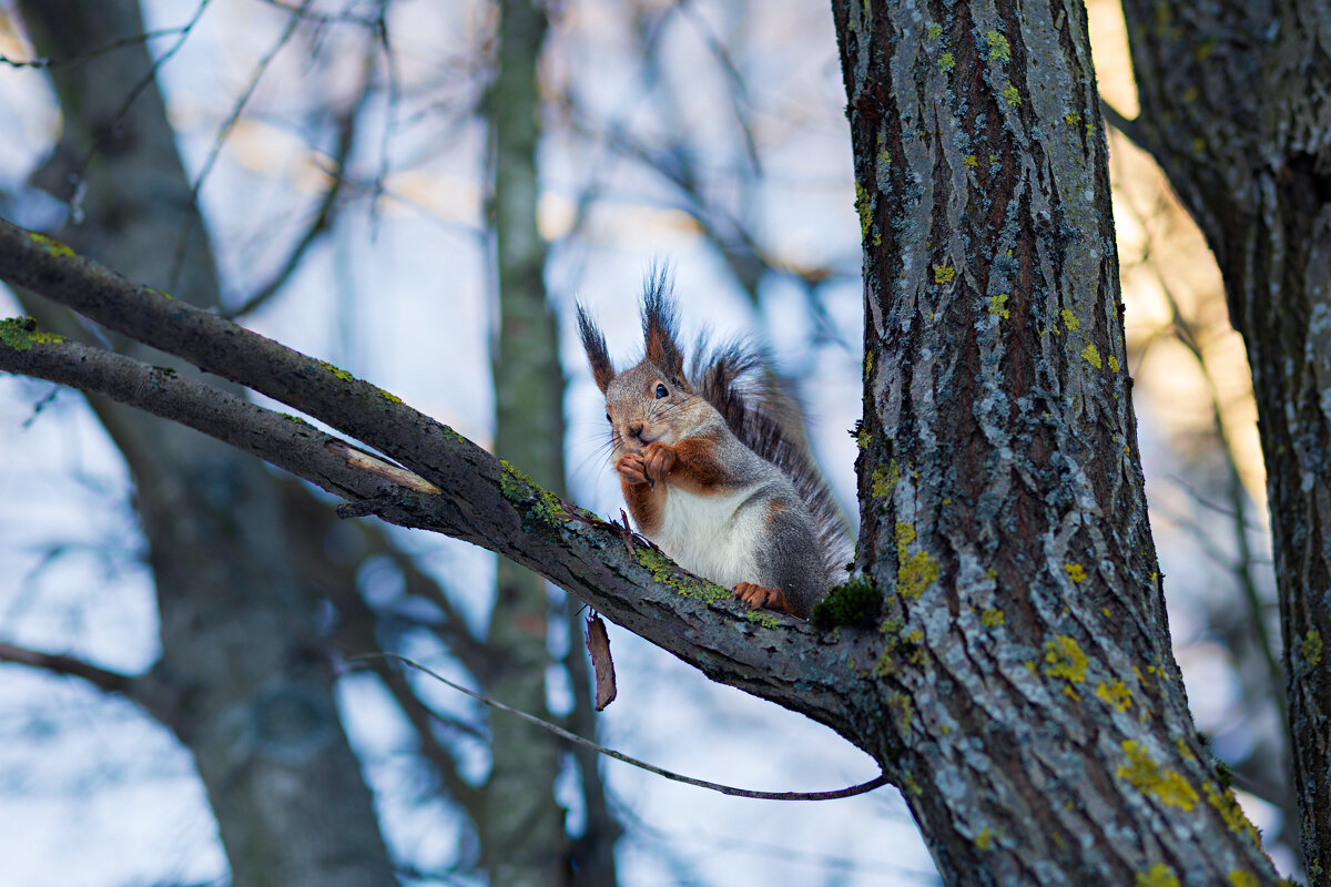 Белка - Григорий Иванов