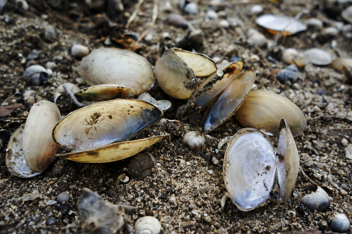 Перламутровые - sorovey Sol