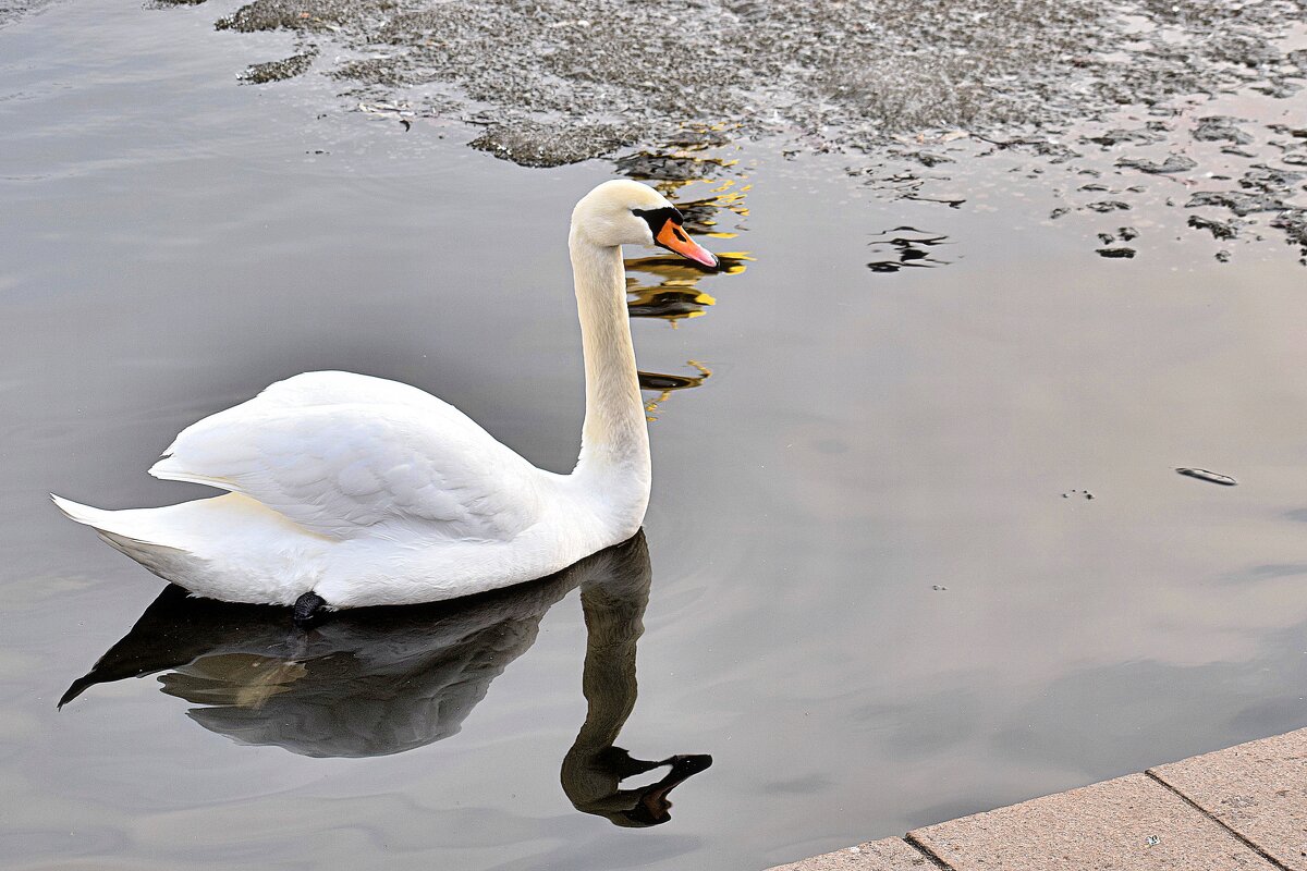 Одинокий лебедь на пруду. - Татьяна Помогалова