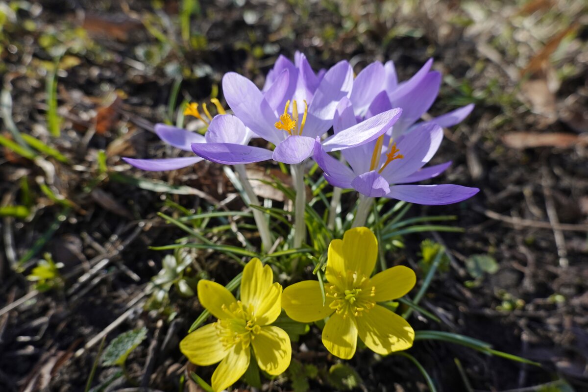 У цветов не бывает будней. Они всегда одеты празднично!... - Галина 