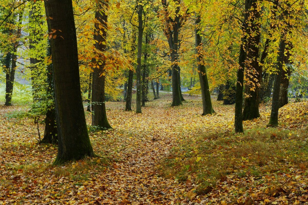 Осенние прогулки - Юрий. Шмаков Осенние прогулки - Юрий. Шмаков