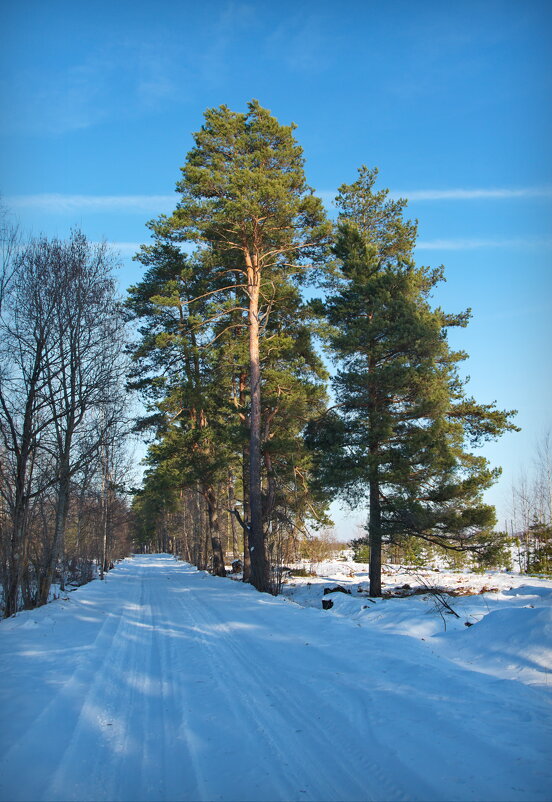 Зимняя прогулка - lady v.ekaterina