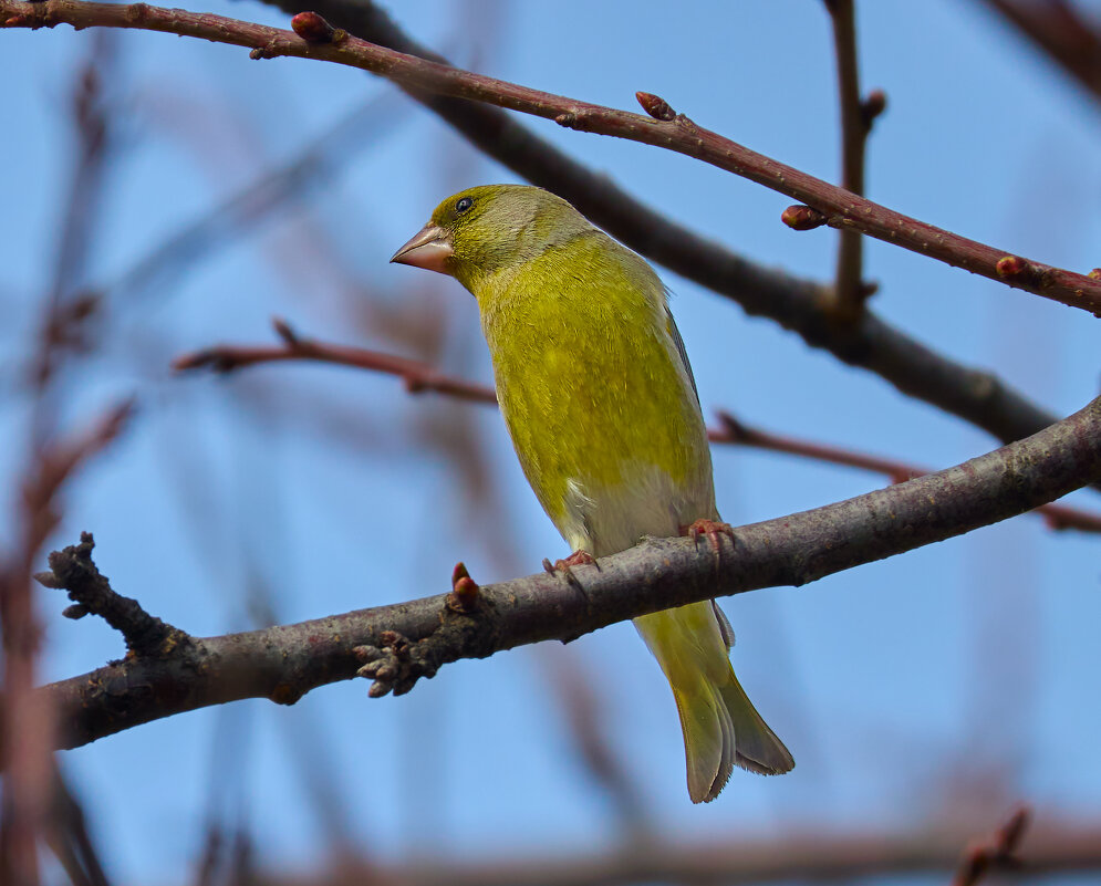 Зеленушка... - Александр Посошенко Зеленушка... - Александр Посошенко