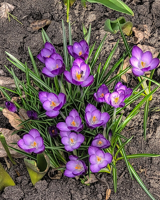 Мартовские крокусы - Татьяна Машошина