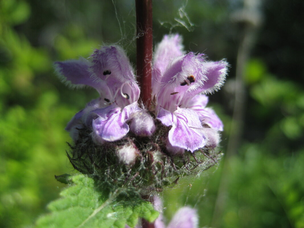 Зопник - Anna Ivanova Зопник - Anna Ivanova