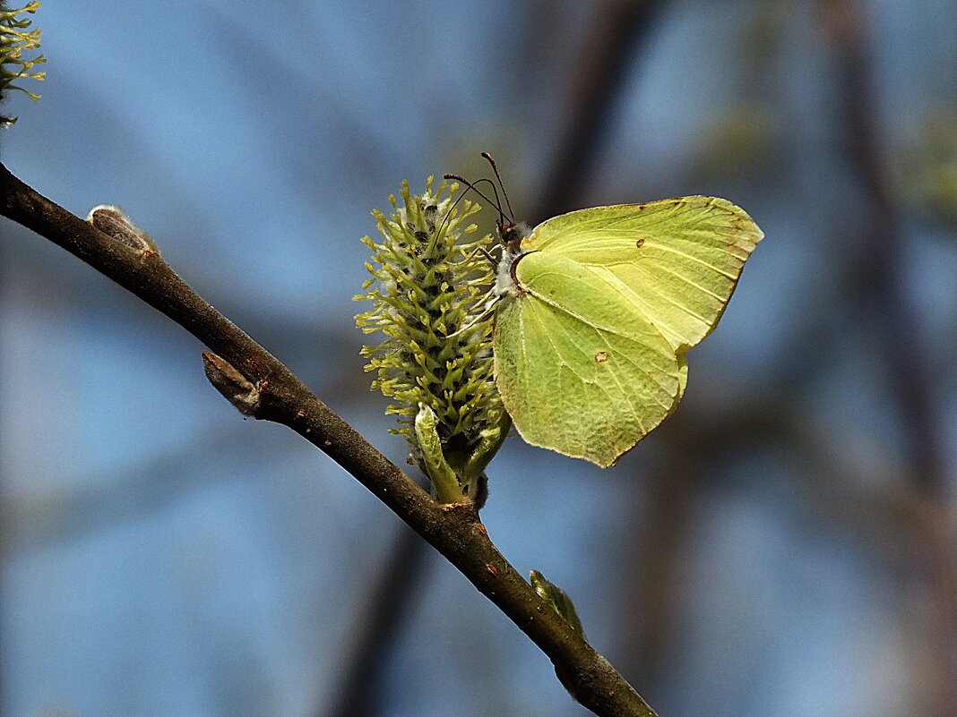 ** - Зоя Мишина ** - Зоя Мишина