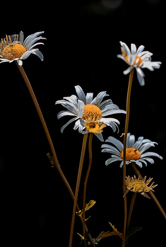 Ромашки на чёрном фоне. - Лилия *