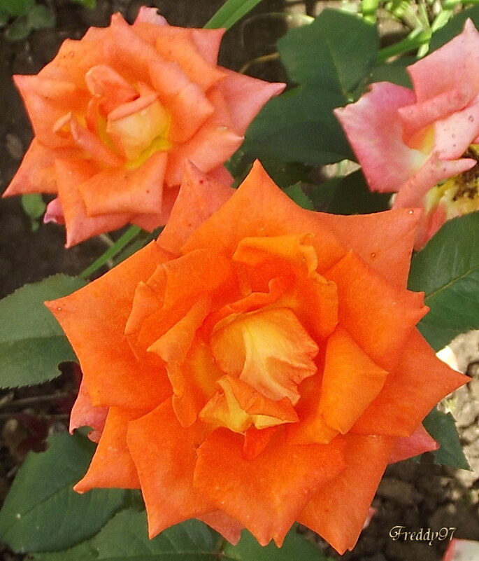 Розы - Freddy 97