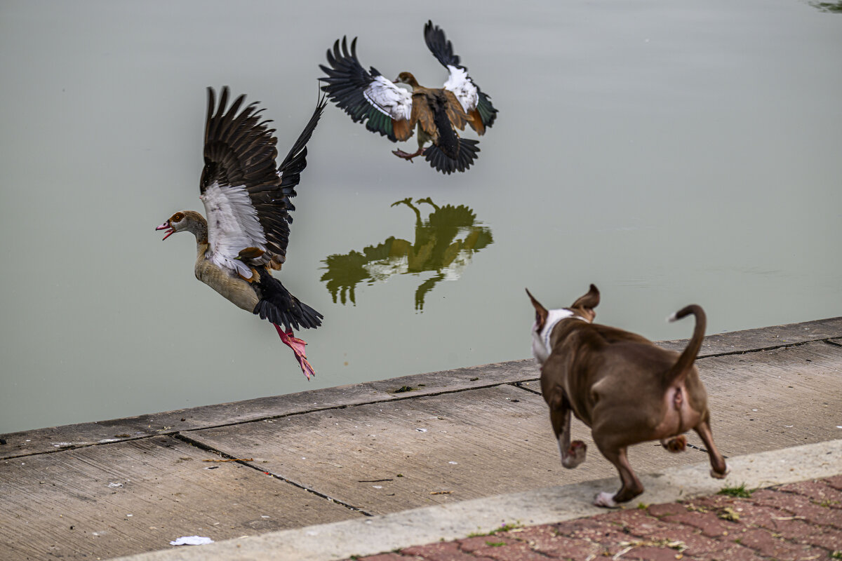 ...как за птичками ходил...(серия) - Осень ...как за птичками ходил...(серия) - Осень