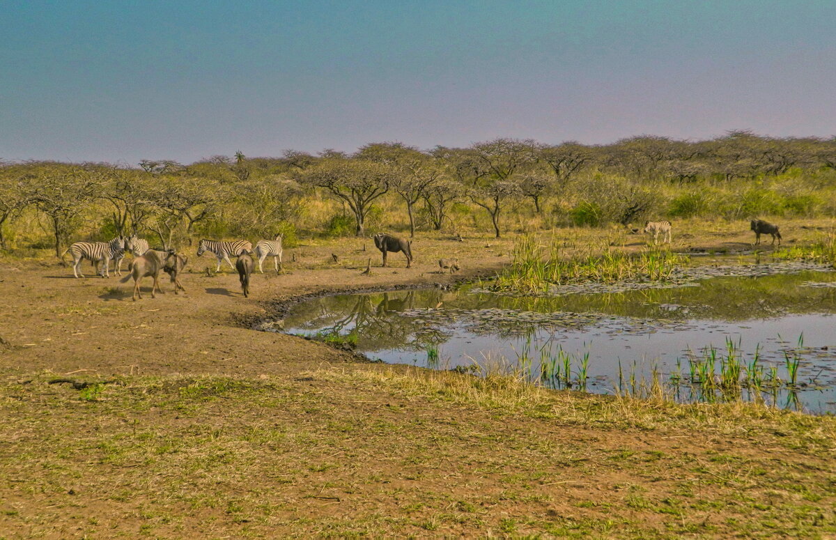 Жизнь в саванне - Андрей K.