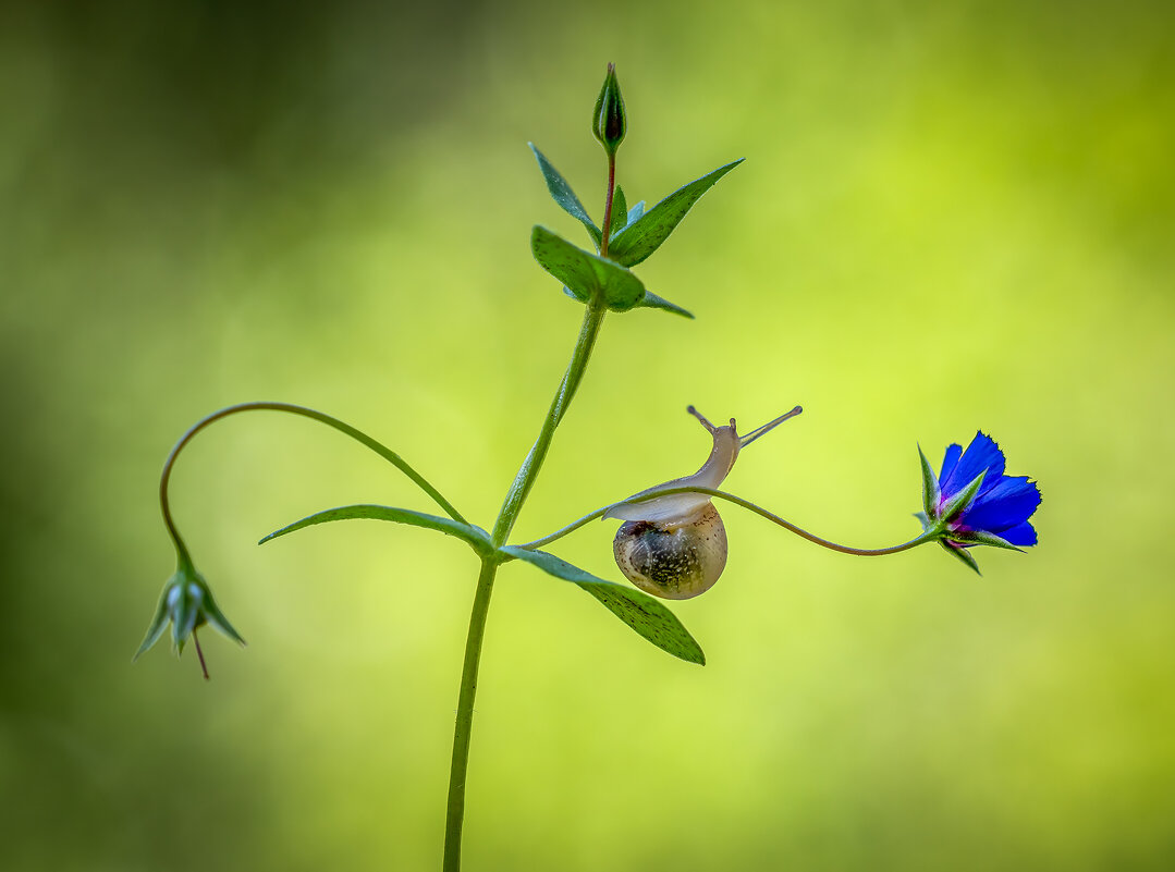 Улитка на цветке - Александр Григорьев Улитка на цветке - Александр Григорьев