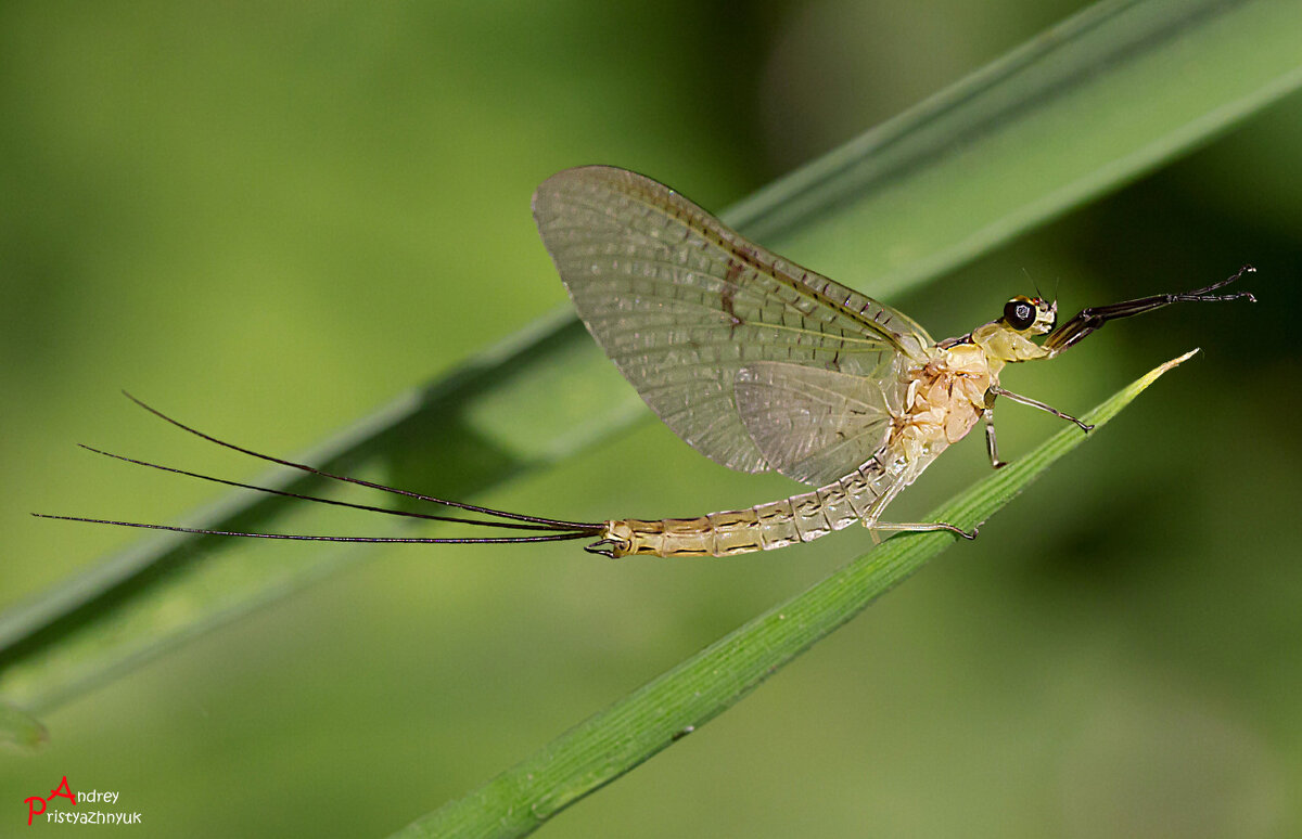 *** - Андрей Пристяжнюк
