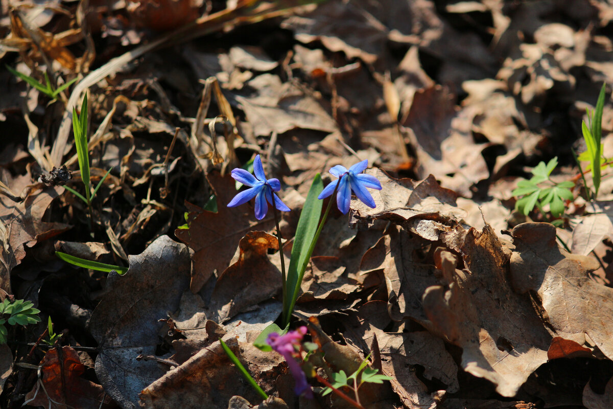 Весна - Андрей Л. В. Весна - Андрей Л. В.