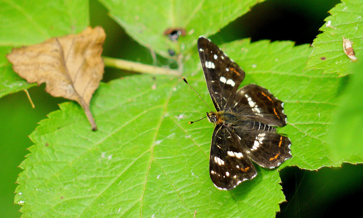 опять про бабочек 461 - Александр Прокудин опять про бабочек 461 - Александр Прокудин