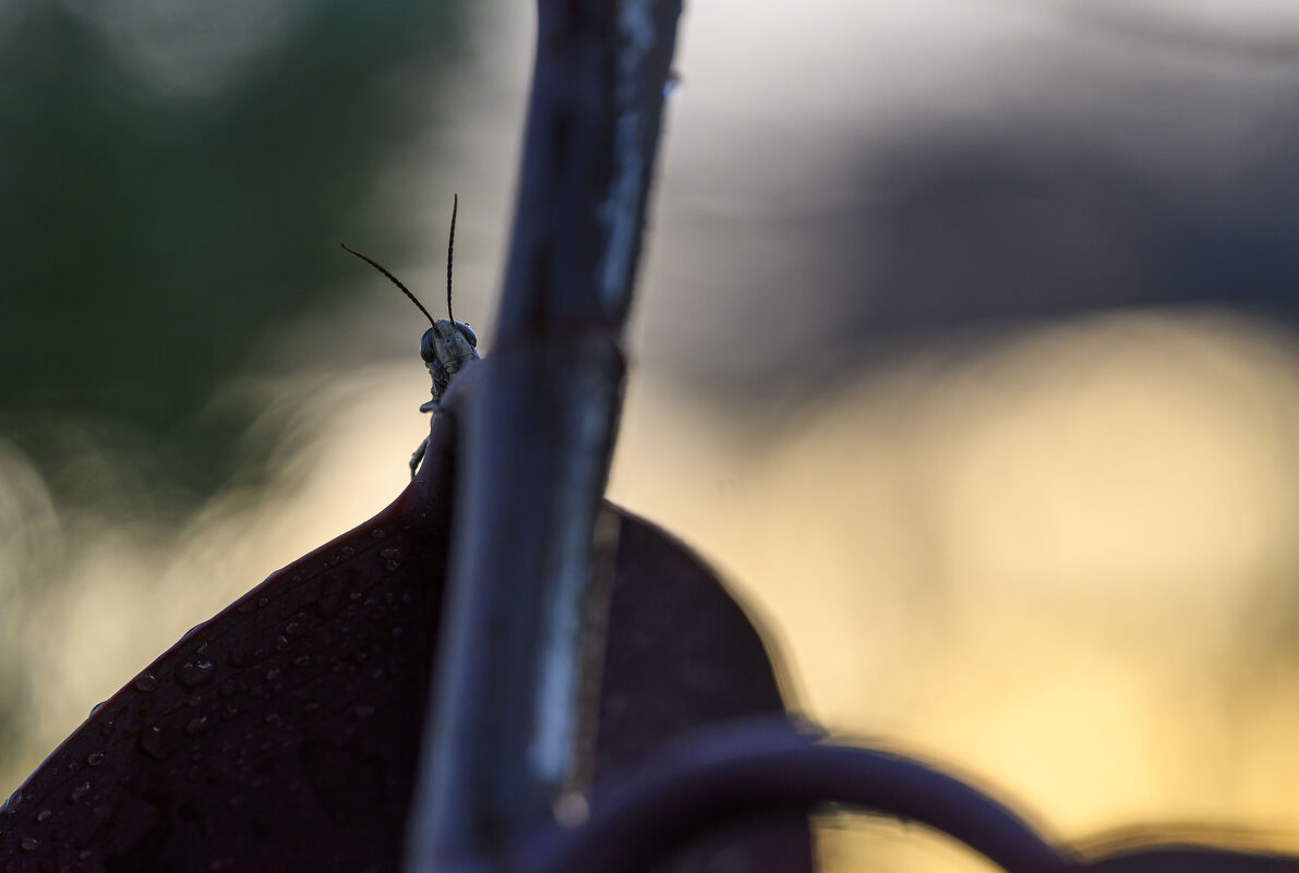 вечерний гость на балкончике - Осень 