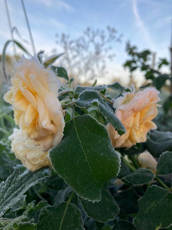 Розы в инее - Надежда 