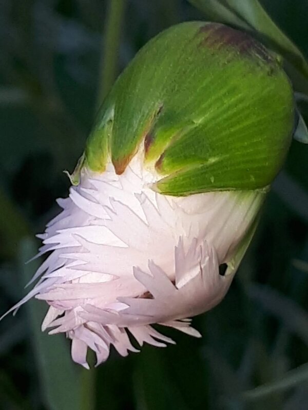 Бутон гвоздики - Надежда 