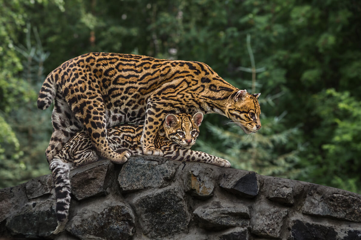 Оцелот - SanSan 