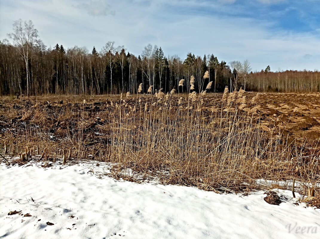 Середина марта - Veera V Середина марта - Veera V