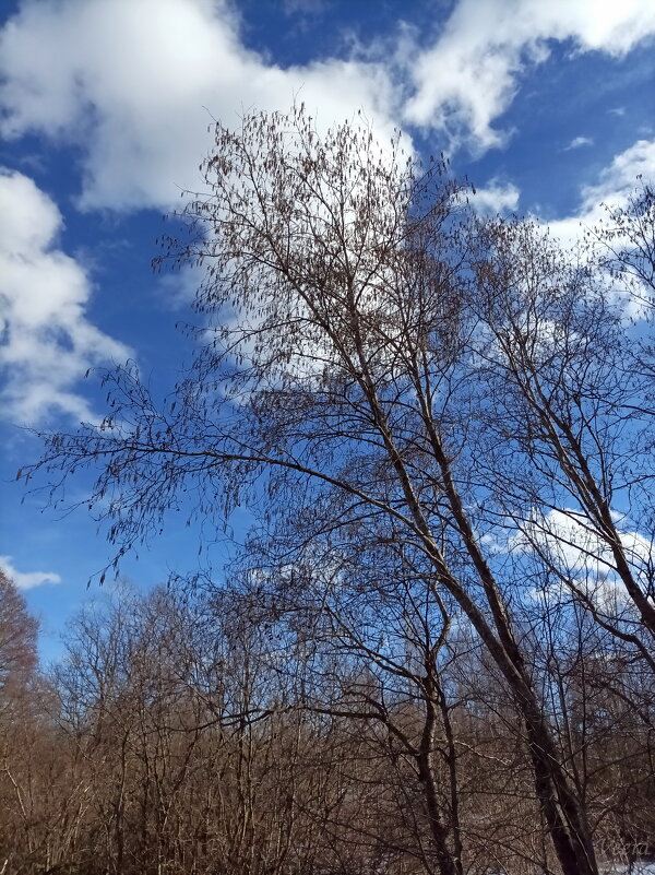 Середина марта - Veera V Середина марта - Veera V