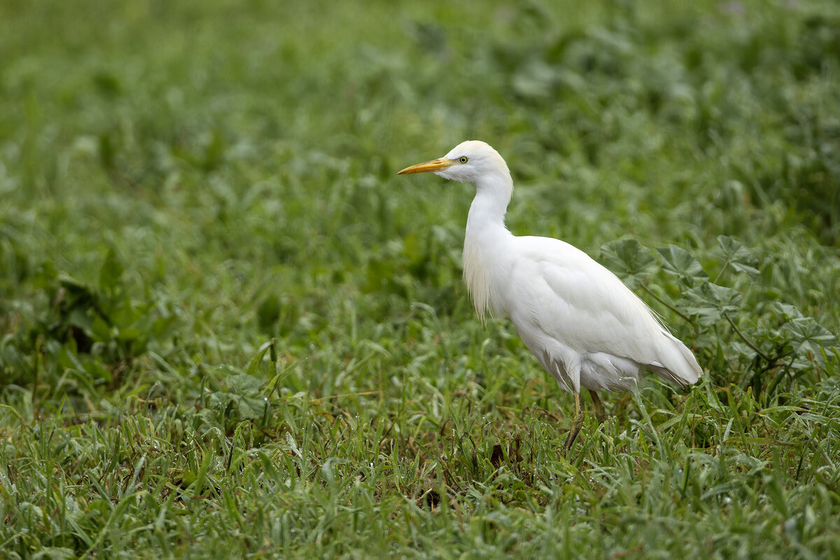 Египетская цапля. - Alexander Amromin Египетская цапля. - Alexander Amromin